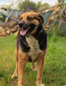 Berta-VA, sanfte Seele sucht neues Glück - Neustadt (Rübenberge)