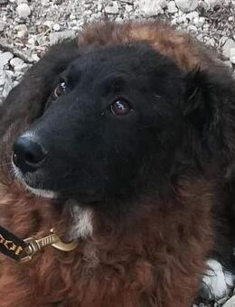 Shana aus Salerno - Marienfließ