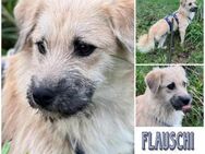 FLAUSCHI * Knutschkugel auf drei Beinen - Duisburg