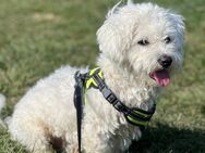 Hund „Kokus“ Bichon Maltese 4 Jahre alt - Langgöns