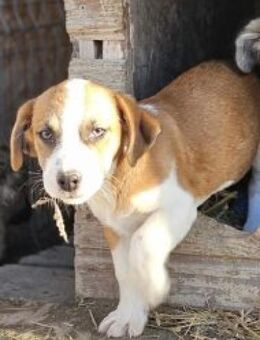 Scott 26 cm (Nov 25) Pflegestelle - Alpenrod