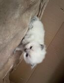 BKH Kätzchen reinrassige abzugeben erst ab Januar in 13585