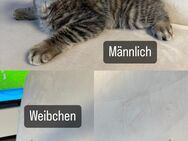 Baby Katzen abzugeben - Bonn