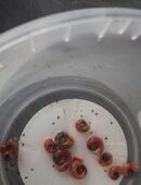 Posthornschnecken rosa 40 Stück - diverse Größen in 51147