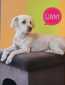 Ginny ein tapferes Mädchen - Flörsheim-Dalsheim