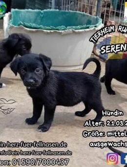 SERENA-eine knuffiger als die andere - Waakirchen