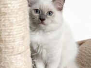 Wunderschöne Ragdoll Kitten (Mädchen und Junge) - Burglengenfeld