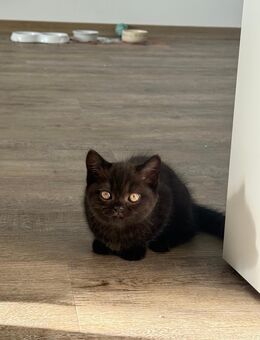 Reinrassige BKH kitten - Düsseldorf