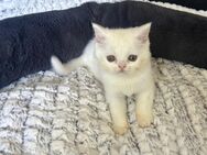 Britisch Kurzhaare Katzen