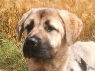 Camina - hübsche Kangal Hündin - Burg Reesen