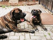 Cane Corso/ Dogo Canario Welpen - Thale