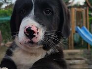 Süße Hundewelpen an liebevolles zu Hause abzugeben - Jüterbog