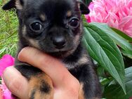 Sehr typvolle Chihuahua Welpen kurzhaar Black Tan Tricolor mit Ahnentafel und Gesundheitszeugnis - Vierhöfen