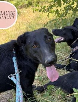 Zarte MIA sucht liebevolles Zuhause ❤️ - Saarbrücken