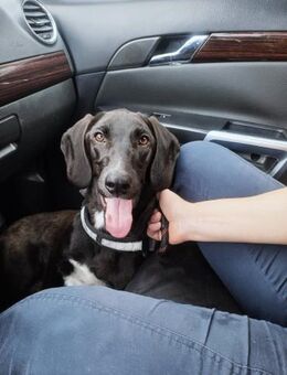 ❤️Henry...ein Schatz auf 4 Pfoten! - Eutingen (Gäu)
