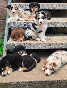 Australian Sheperd Welpen - Kirchheim (Hessen)