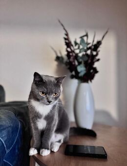 Drei Britisch Kurzhaar Kitten in liebevolle Hände abzugeben – zwei Kater und eine Katze - Duisburg