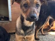 DSCHULAY ~ toller Name für ein Hundekind - Duisburg