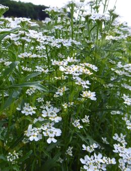 Bittere Schleifenblume Samen weiß Heilpflanze Schleifenblumen vom Aussterben bedrohte Pflanze Blume Schleifenblumensamen für wildflower Garten garden und Balkon Geschenk flower present Sonne SWR Vatertag Geschenk Blumenwiese - Pfedelbach