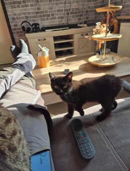Reinrassige BKH Kitten - Goch