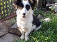 Viola sucht ein liebevolles Zuhause - Blankenheim (Nordrhein-Westfalen)