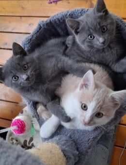 Kitten 10 Wochen alt - Neustadt (Wied)