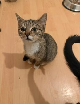 Katzen Baby - Essen