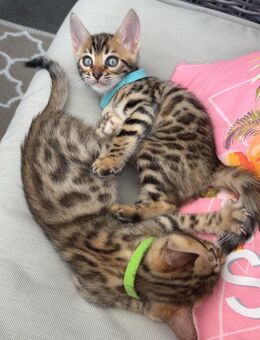 Reinrassige Bengal Kitten - Emden