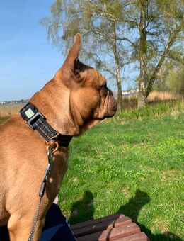 Verkauf französische Bulldogge - Waren (Müritz)