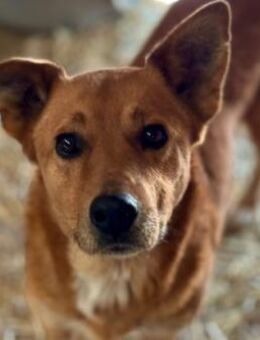 Schöne Daisy sucht erfahrenes Zuhause - Kallmünz