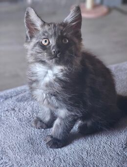 Schöner mainecoon kater abzugeben - Rheine