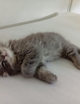 Süßes kitten abzugeben - Leipzig Südost
