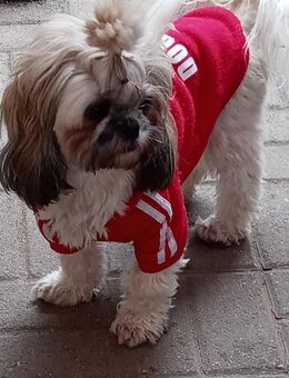 Shih Tzu mädchen - Aschersleben