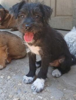 Erik sucht seine Familie - Olsberg