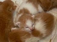 🐾 Katzenbabys suchen liebevolles Zuhause – Abgabe ab September - Trendelburg Zentrum