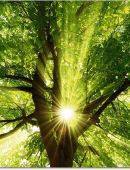 Artland Glasbild Sonne strahlt explosiv durch den Baum, Bäume (1 St), in verschiedenen Größen