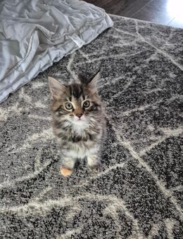 Maine Coon Kitten - Obernbreit