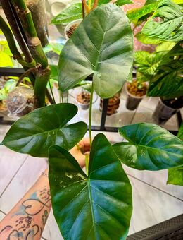 Alocasia Macrorrhiza albo low variegata Pflanze - Buttstädt Zentrum