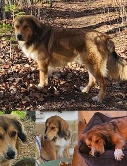 Cliff sucht -seinen Partner- - Bergkirchen