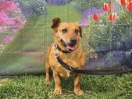 Ginger will Zuhause ankommen - Köln