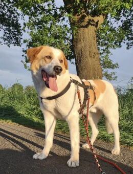 Aktiver Schmusebär Sarp- 49419 Wagenfeld - Mettmann