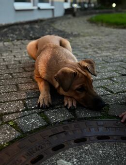 Malinois Mischling - Eschweiler