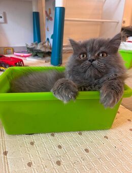 Perserkater 1 Jahr alt - Pfaffenhofen (Ilm)