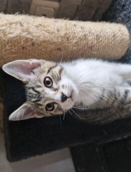 Katzenbabys - Dettelbach