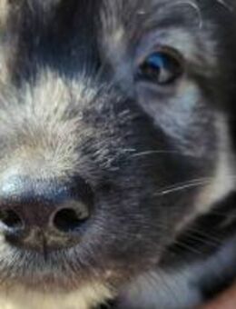 Kiko ist unser süßer Mini-Racker 🐾 - Elsdorf (Nordrhein-Westfalen)