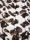 Argentinische Waldschaben (Blaptica dubia) in 07343