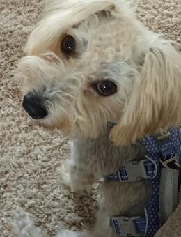 Pudelmischling Leo sucht seine Menschen - Beltheim