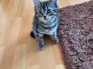 Babykatzen zu verkaufen MaineCoon Mix - Oerlinghausen Südstadt