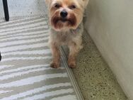 Yorkshire Terrier - Bochum Langendreer