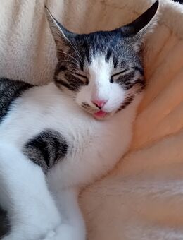 Katze sucht ein neues zuhause - Cuxhaven